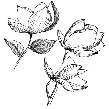 Manolya izole bir vektör tarzı. Bitki tam adı: Magnolia. Arka plan, doku, sarıcı desen, çerçeve veya kenarlık için vektör çiçek.