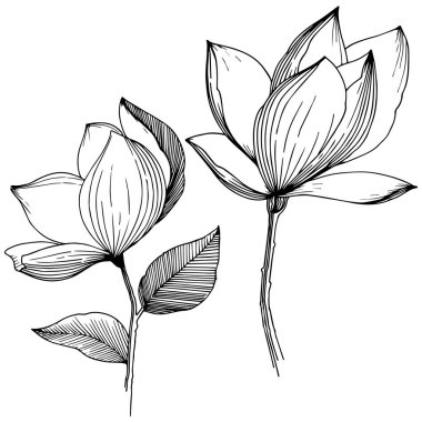 Manolya izole bir vektör tarzı. Bitki tam adı: Magnolia. Arka plan, doku, sarıcı desen, çerçeve veya kenarlık için vektör çiçek.