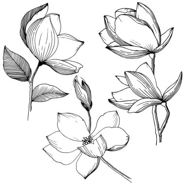 Manolya izole bir vektör tarzı. Bitki tam adı: Magnolia. Arka plan, doku, sarıcı desen, çerçeve veya kenarlık için vektör çiçek.