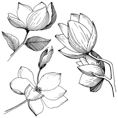 Manolya izole bir vektör tarzı. Bitki tam adı: Magnolia. Arka plan, doku, sarıcı desen, çerçeve veya kenarlık için vektör çiçek.