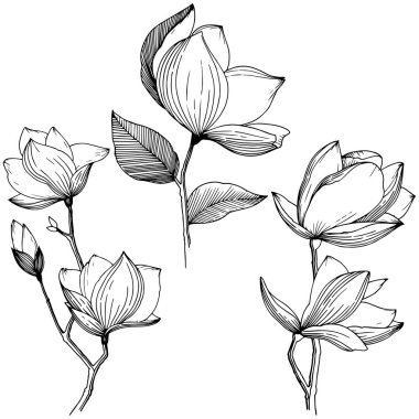 Manolya izole bir vektör tarzı. Bitki tam adı: Magnolia. Arka plan, doku, sarıcı desen, çerçeve veya kenarlık için vektör çiçek.