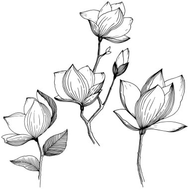 Manolya izole bir vektör tarzı. Bitki tam adı: Magnolia. Arka plan, doku, sarıcı desen, çerçeve veya kenarlık için vektör çiçek.