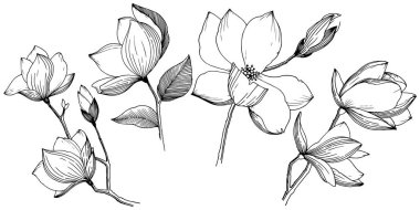 Manolya izole bir vektör tarzı. Bitki tam adı: Magnolia. Arka plan, doku, sarıcı desen, çerçeve veya kenarlık için vektör çiçek.