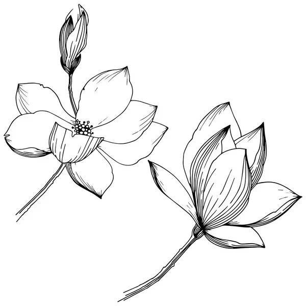 Magnolia Dans Style Vectoriel Isolé Nom Complet Plante Magnolia Fleur — Image vectorielle