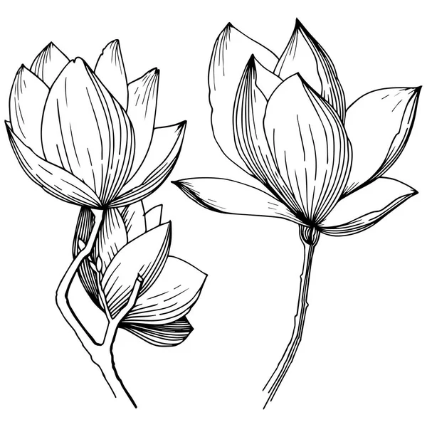 Magnolia Vektor Stil Isolerade Fullständigt Namn Anläggningen Magnolia Vektor Blomma — Stock vektor