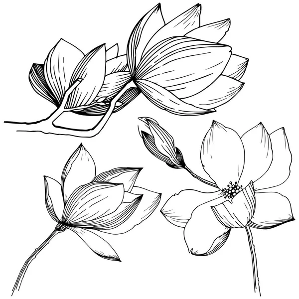 Magnolia Estilo Vectorial Aislado Nombre Completo Planta Magnolia Flor Vectorial — Vector de stock