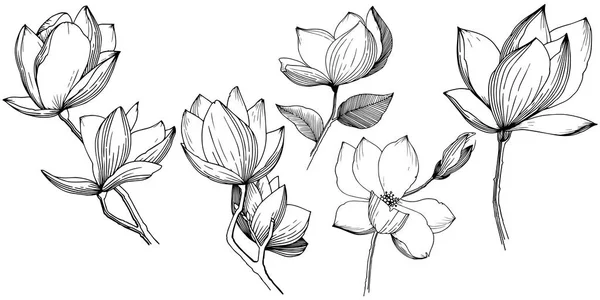 Magnolia Estilo Vectorial Aislado Nombre Completo Planta Magnolia Flor Vectorial — Vector de stock