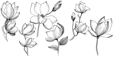 Manolya izole bir vektör tarzı. Bitki tam adı: Magnolia. Arka plan, doku, sarıcı desen, çerçeve veya kenarlık için vektör çiçek.