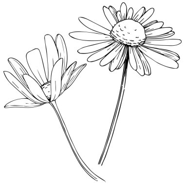Daisy izole bir vektör tarzı. Bitki tam adı: Daisy. Arka plan, doku, sarıcı desen, çerçeve veya kenarlık için vektör çiçek.