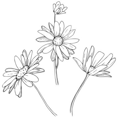 Daisy izole bir vektör tarzı. Bitki tam adı: Daisy. Arka plan, doku, sarıcı desen, çerçeve veya kenarlık için vektör çiçek.