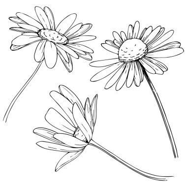 Daisy izole bir vektör tarzı. Bitki tam adı: Daisy. Arka plan, doku, sarıcı desen, çerçeve veya kenarlık için vektör çiçek.