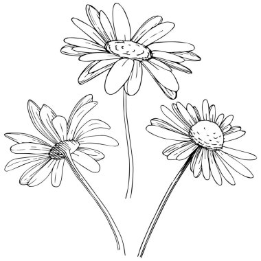 Daisy izole bir vektör tarzı. Bitki tam adı: Daisy. Arka plan, doku, sarıcı desen, çerçeve veya kenarlık için vektör çiçek.