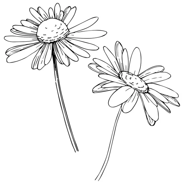 Marguerite Dans Style Vectoriel Isolé Nom Complet Plante Daisy Fleur — Image vectorielle