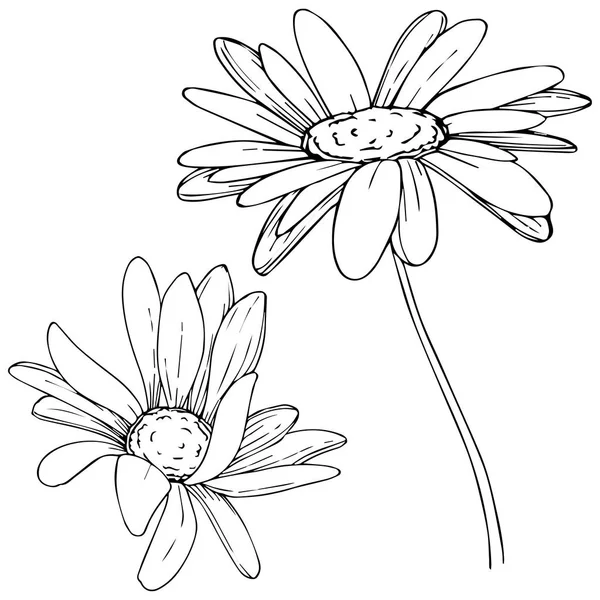 Marguerite Dans Style Vectoriel Isolé Nom Complet Plante Daisy Fleur — Image vectorielle