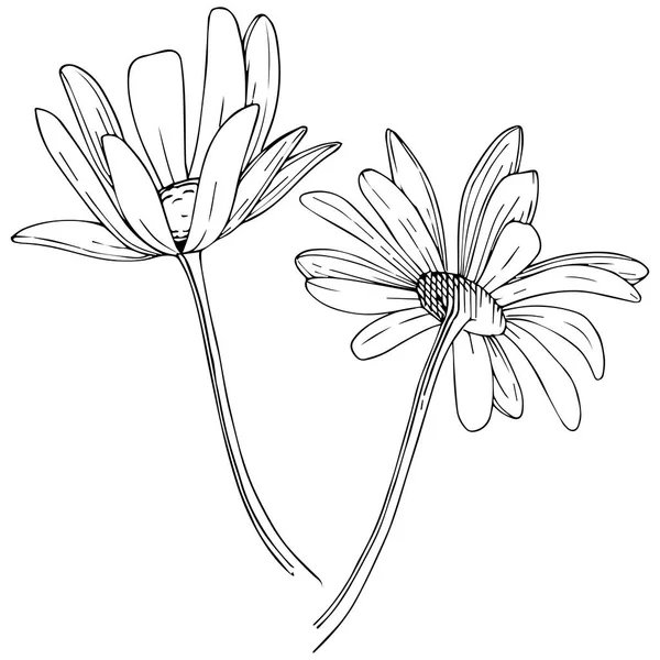 Daisy Vector Style Isolated Full Name Plant Daisy Vector Flower — Stock Vector