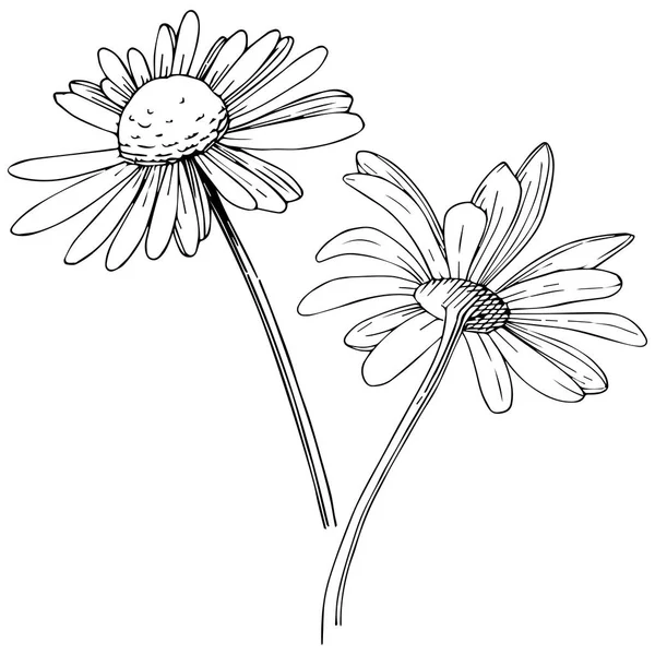 Daisy Vektor Stil Isolerade Fullständigt Namn Anläggningen Daisy Vektor Blomma — Stock vektor