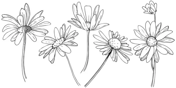 Margarita Estilo Vectorial Aislado Nombre Completo Planta Daisy Flor Vectorial — Archivo Imágenes Vectoriales