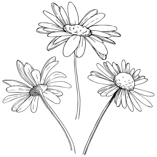 Marguerite Dans Style Vectoriel Isolé Nom Complet Plante Daisy Fleur — Image vectorielle