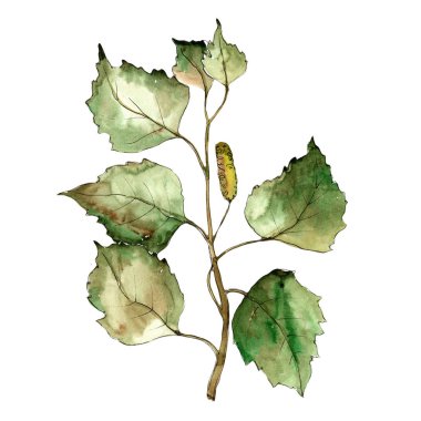 Yeşil huş ağacı yaprakları. Yaprak bitki botanik bahçe çiçek yaprakları. Aquarelle yaprak için arka plan, doku, sarıcı desen, çerçeve veya kenarlık.