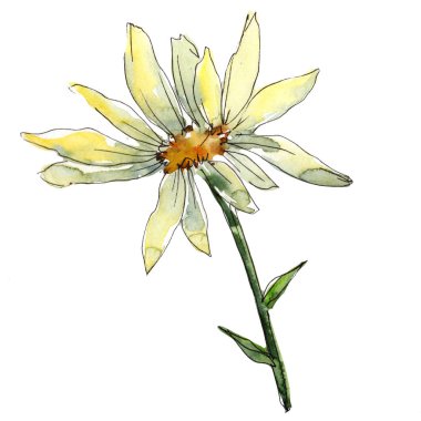 Beyaz papatya. Botanik çiçek. Vahşi bahar yaprak izole kır çiçeği. Arka plan, doku, sarıcı desen, çerçeve veya kenarlık için Aquarelle kır çiçeği.