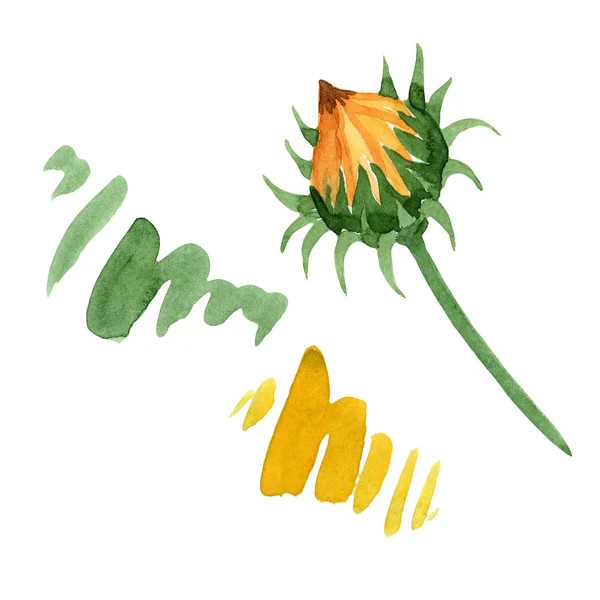 黄色の Ganzania 花植物の花 野生春葉のワイルドフラワーが分離されました テクスチャ ラッパー パターン フレームや境界線の Aquarelle ワイルドフラワー — ストック写真