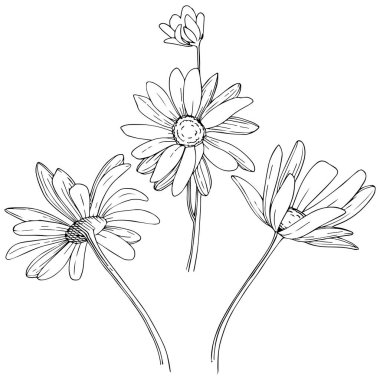 Daisy izole bir vektör tarzı. Bitki tam adı: Daisy. Arka plan, doku, sarıcı desen, çerçeve veya kenarlık için vektör çiçek.