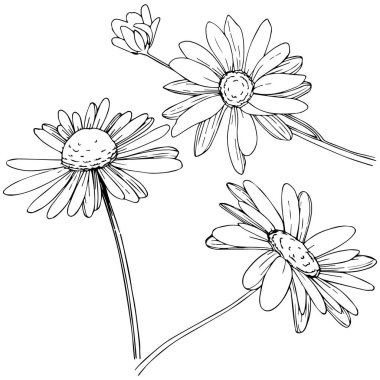Daisy izole bir vektör tarzı. Bitki tam adı: Daisy. Arka plan, doku, sarıcı desen, çerçeve veya kenarlık için vektör çiçek.