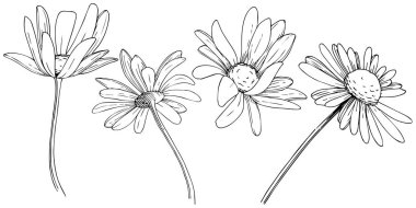Daisy izole bir vektör tarzı. Bitki tam adı: Daisy. Arka plan, doku, sarıcı desen, çerçeve veya kenarlık için vektör çiçek.