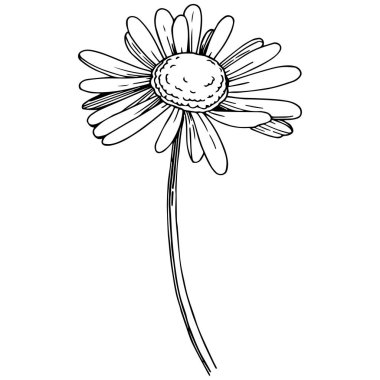 Daisy izole bir vektör tarzı. Bitki tam adı: Daisy. Arka plan, doku, sarıcı desen, çerçeve veya kenarlık için vektör çiçek.