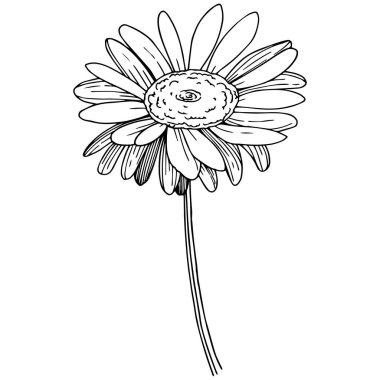 Daisy izole bir vektör tarzı. Bitki tam adı: Daisy. Arka plan, doku, sarıcı desen, çerçeve veya kenarlık için vektör çiçek.
