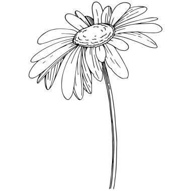 Daisy izole bir vektör tarzı. Bitki tam adı: Daisy. Arka plan, doku, sarıcı desen, çerçeve veya kenarlık için vektör çiçek.