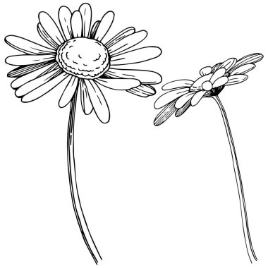 Daisy izole bir vektör tarzı. Bitki tam adı: Daisy. Arka plan, doku, sarıcı desen, çerçeve veya kenarlık için vektör çiçek.