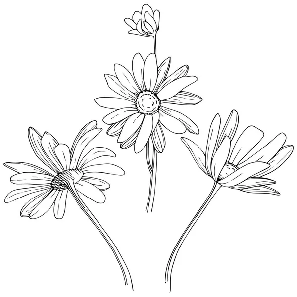 Daisy Vektor Stil Isolerade Fullständigt Namn Anläggningen Daisy Vektor Blomma — Stock vektor