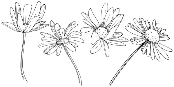 Margarita Estilo Vectorial Aislado Nombre Completo Planta Daisy Flor Vectorial — Archivo Imágenes Vectoriales