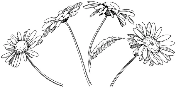 Marguerite Dans Style Vectoriel Isolé Nom Complet Plante Daisy Fleur — Image vectorielle