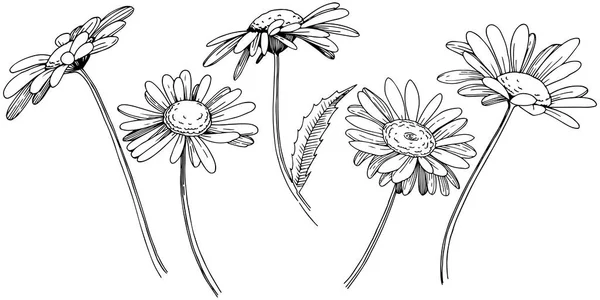 Marguerite Dans Style Vectoriel Isolé Nom Complet Plante Daisy Fleur — Image vectorielle