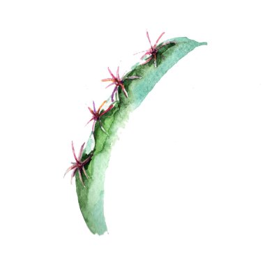 Egzotik tropik yeşil kaktüsler. Orman botanik sulu. Kaktüsler izole bir suluboya tarzında. Aquarelle kır çiçeği için arka plan, doku, sarıcı desen, çerçeve veya kenarlık.