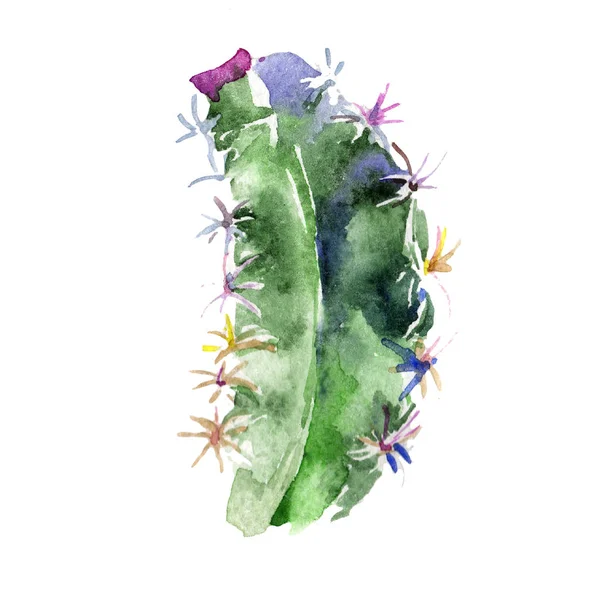 Exotic tropical green cactuses. Jungle botanical succulent. Cactuses in a watercolor style isolated. Aquarelle wild flower for background, texture, wrapper pattern, frame or border.