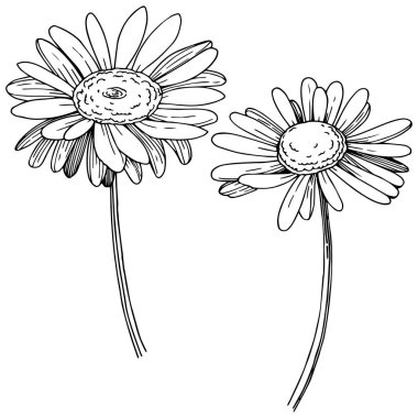 Daisy izole bir vektör tarzı. Bitki tam adı: Daisy. Arka plan, doku, sarıcı desen, çerçeve veya kenarlık için vektör çiçek.