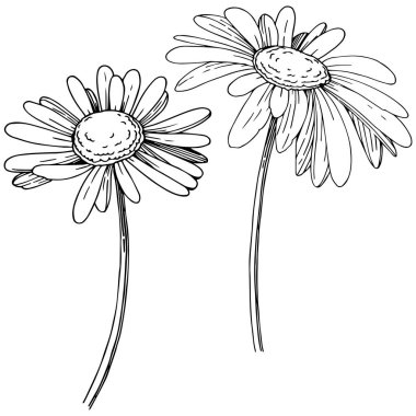 Daisy izole bir vektör tarzı. Bitki tam adı: Daisy. Arka plan, doku, sarıcı desen, çerçeve veya kenarlık için vektör çiçek.