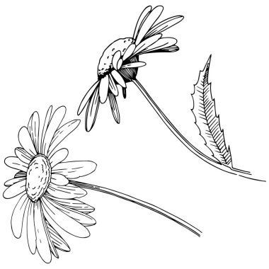 Daisy izole bir vektör tarzı. Bitki tam adı: Daisy. Arka plan, doku, sarıcı desen, çerçeve veya kenarlık için vektör çiçek.