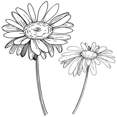 Daisy izole bir vektör tarzı. Bitki tam adı: Daisy. Arka plan, doku, sarıcı desen, çerçeve veya kenarlık için vektör çiçek.