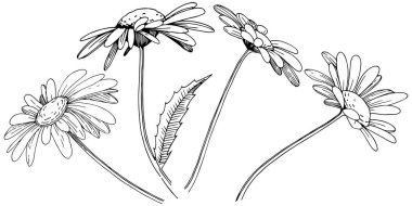 Daisy izole bir vektör tarzı. Bitki tam adı: Daisy. Arka plan, doku, sarıcı desen, çerçeve veya kenarlık için vektör çiçek.