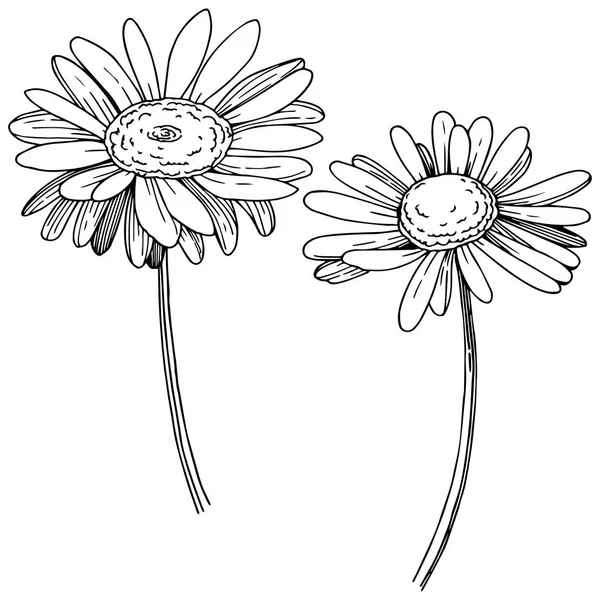Ромашка Векторному Стилі Ізольована Повна Назва Рослини Daisy Векторна Квітка — стоковий вектор