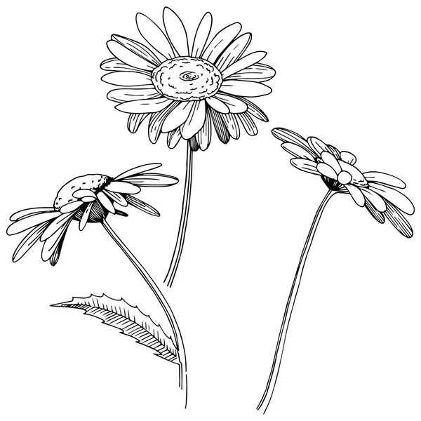 雏菊在矢量样式隔绝了 植物全名 包装图案 框架或边框的矢量花 — 图库矢量图片
