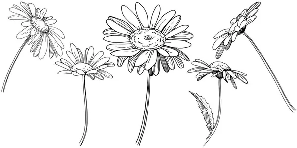 Ромашка Векторному Стилі Ізольована Повна Назва Рослини Daisy Векторна Квітка — стоковий вектор