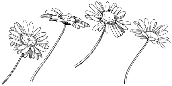 Marguerite Dans Style Vectoriel Isolé Nom Complet Plante Daisy Fleur — Image vectorielle