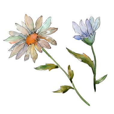 Kır çiçeği daisy. Botanik çiçek. Vahşi bahar yaprak izole kır çiçeği. Arka plan, doku, sarıcı desen, çerçeve veya kenarlık için Aquarelle kır çiçeği.