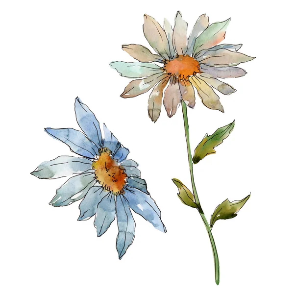 Kır çiçeği daisy. Botanik çiçek. Vahşi bahar yaprak izole kır çiçeği. Arka plan, doku, sarıcı desen, çerçeve veya kenarlık için Aquarelle kır çiçeği.
