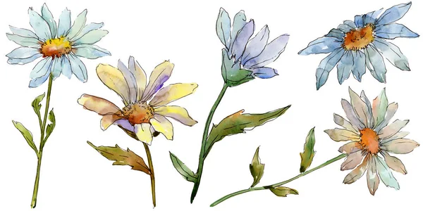 Kır Çiçeği Daisy Botanik Çiçek Vahşi Bahar Yaprak Izole Kır — Stok fotoğraf